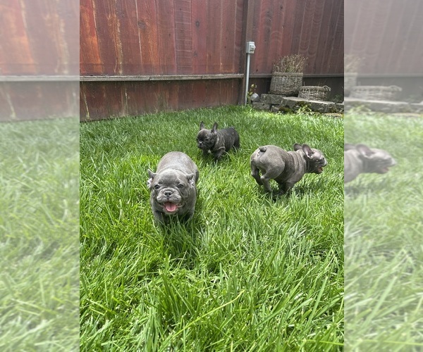 Medium Photo #13  Breeder Profile in SALINAS, CA, USA