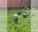 Small #12 Breeder Profile image