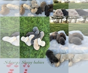 Labrador Retriever Dog Breeder near FREDERICKSBG, OH, USA