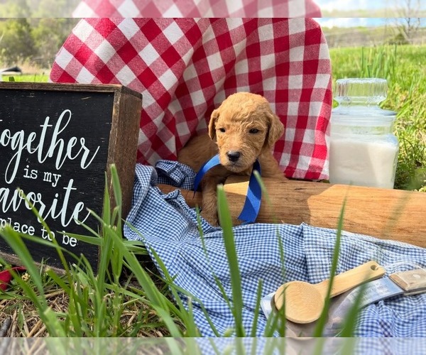 Medium Photo #3  Breeder Profile in LEBANON, TN, USA