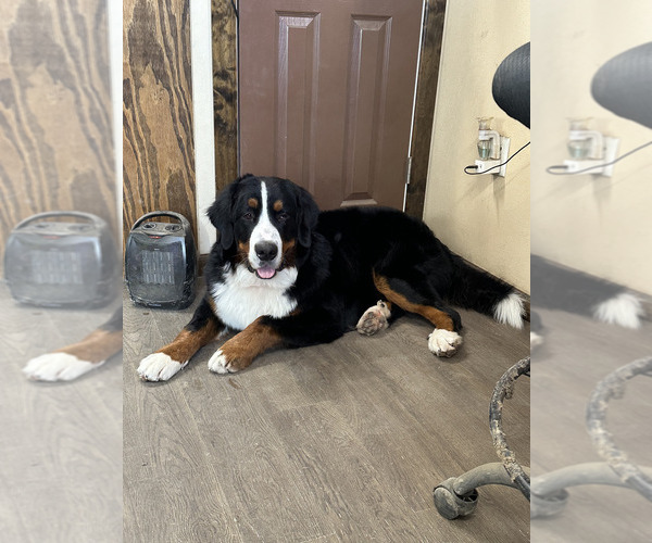 Medium Photo #11  Breeder Profile in FAIRLAND, OK, USA