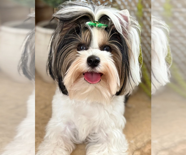 Medium Photo #4  Breeder Profile in PLANO, TX, USA