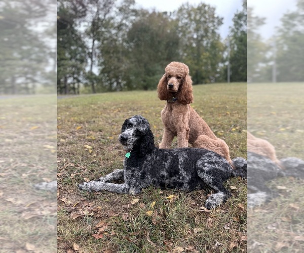 Medium Photo #25  Breeder Profile in POWELL, TN, USA