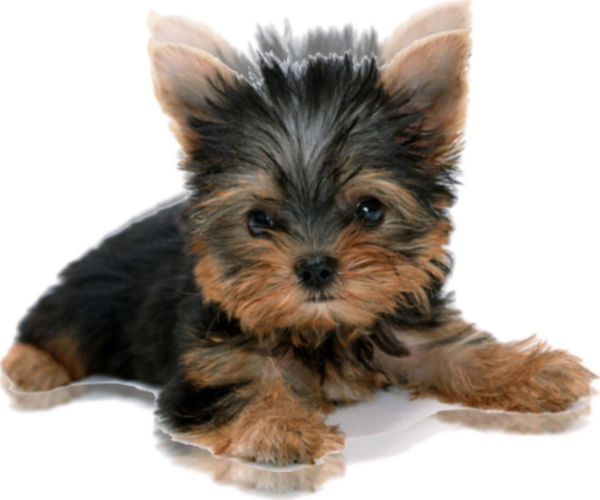 Medium Photo #1  Breeder Profile in CULPEPER, VA, USA