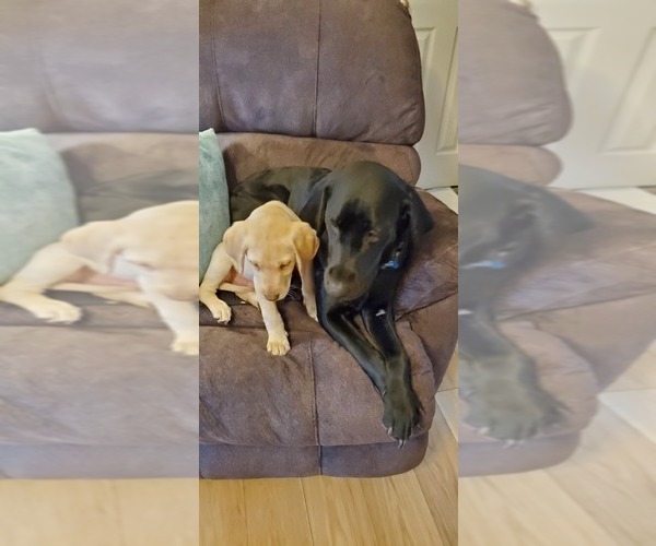 Medium Photo #1  Breeder Profile in TOCCOA, GA, USA