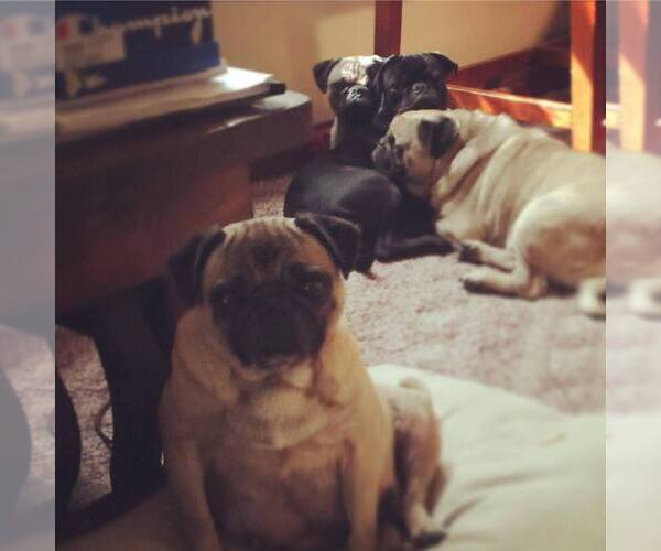 Medium Photo #1  Breeder Profile in KILLEEN, TX, USA