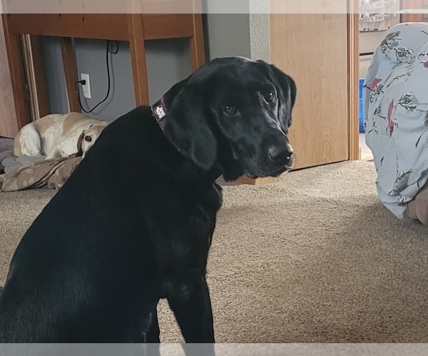 Medium Photo #1  Breeder Profile in FORT COLLINS, CO, USA