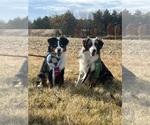 Small #1 Breeder Profile image