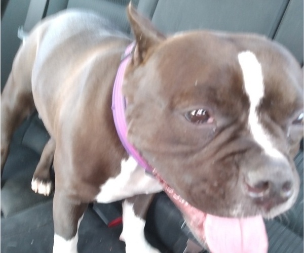 Medium Photo #1  Breeder Profile in PERRYSBURG, OH, USA