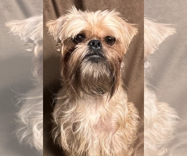 Medium Photo #1  Breeder Profile in GREENBRIER, AR, USA