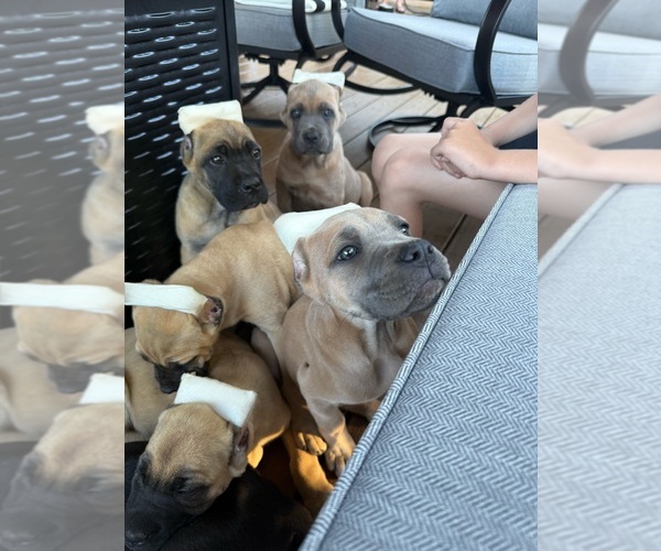 Medium Photo #1  Breeder Profile in PORTLAND, OR, USA
