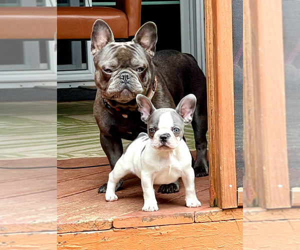 Medium Photo #5  Breeder Profile in STERLING, VA, USA