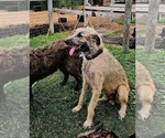 Small #2 Breeder Profile image