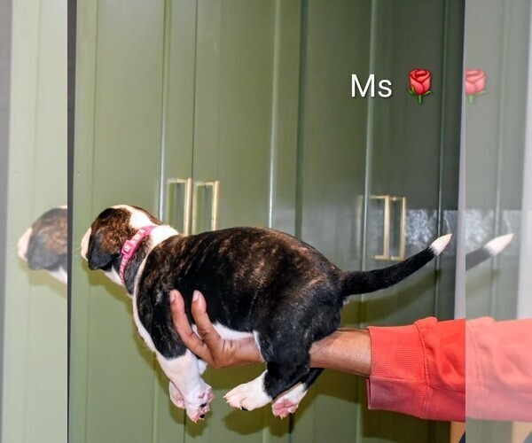 Medium Photo #15  Breeder Profile in PHILADELPHIA, PA, USA