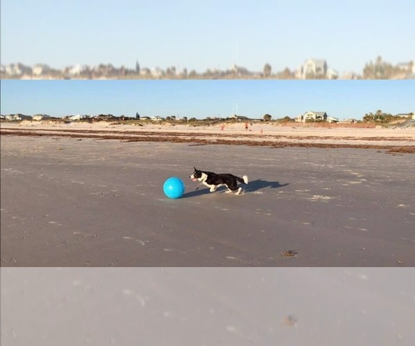 Medium Photo #12  Breeder Profile in FRANKFORT, IL, USA