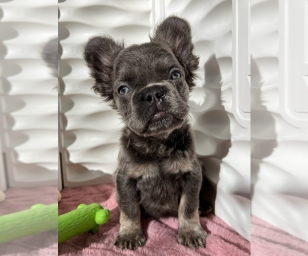 Medium Photo #1  Breeder Profile in NEW HARTFORD, CT, USA