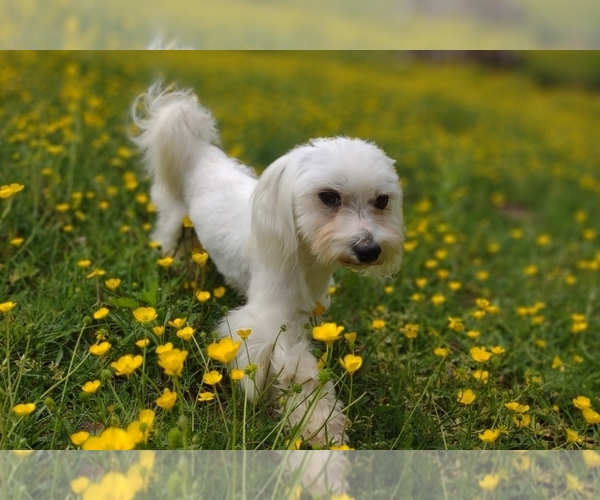 Medium Photo #18  Breeder Profile in BARREN SPRINGS, VA, USA