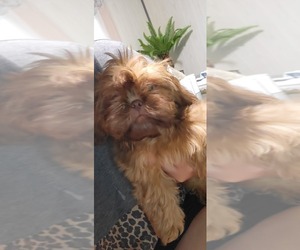 Shih Tzu Dog Breeder near SILVER SPRINGS, FL, USA