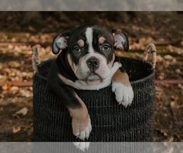 Medium Photo #7  Breeder Profile in BATTLE CREEK, MI, USA