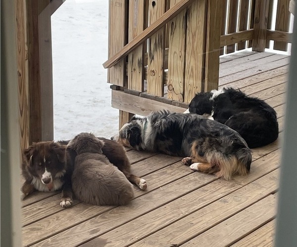 Medium Photo #1  Breeder Profile in NOBLE, MO, USA