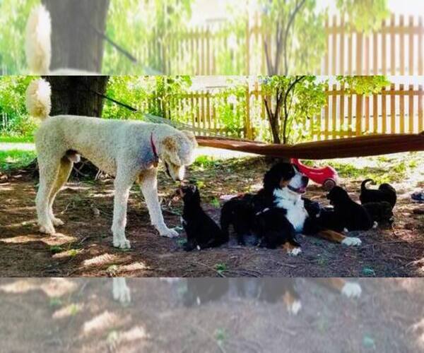 Medium Photo #1  Breeder Profile in BLMGTN, IN, USA