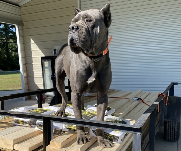 Medium Photo #6  Breeder Profile in BLADENBORO, NC, USA