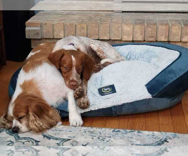 Medium Photo #104  Breeder Profile in HORTENSE, GA, USA