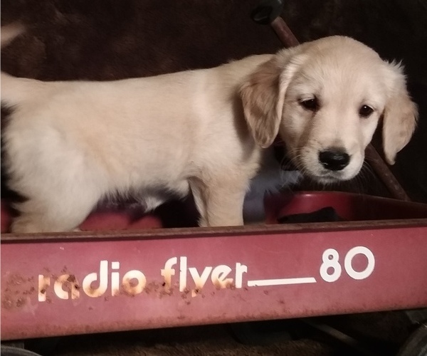 Medium Photo #9  Breeder Profile in LOOMIS, CA, USA