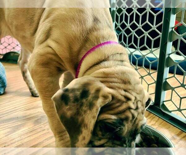 Medium Photo #2  Breeder Profile in FITZWILLIAM, NH, USA
