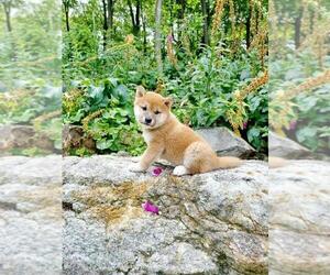 Shiba Inu Dog Breeder near PHILLIPSBURG, NJ, USA