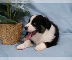Small breeder photo