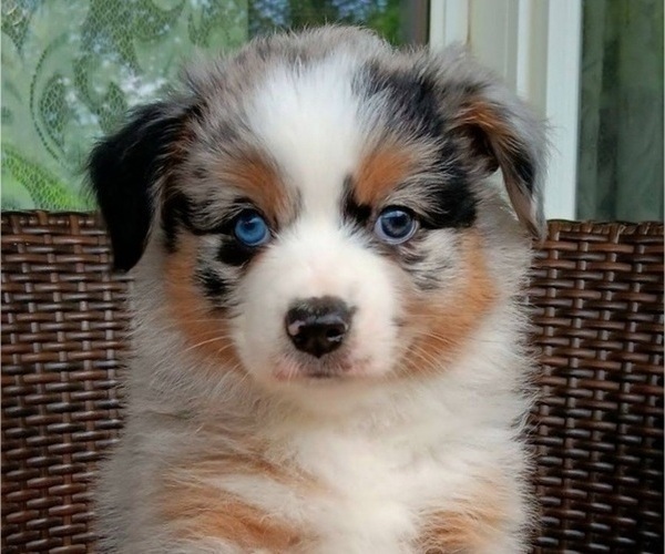 Medium Photo #7  Breeder Profile in BLACKSBURG, SC, USA