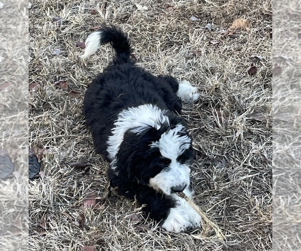 Medium Photo #1  Breeder Profile in CLANTON, AL, USA