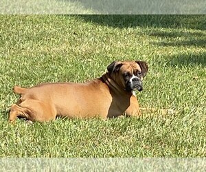 Boxer Dog Breeder near SCOBEY, MS, USA
