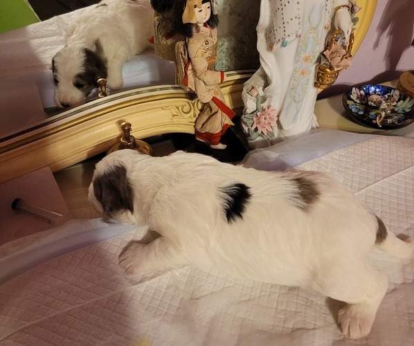 Medium Photo #16  Breeder Profile in PASCO, WA, USA