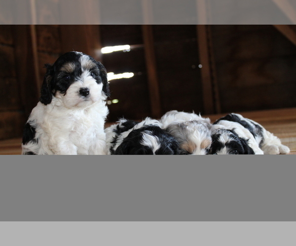 Medium Photo #20  Breeder Profile in WEST SALEM, OH, USA