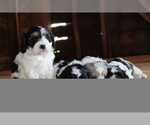 Small #19 Breeder Profile image