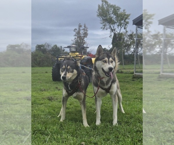 Medium Photo #12  Breeder Profile in FORT PLAIN, NY, USA
