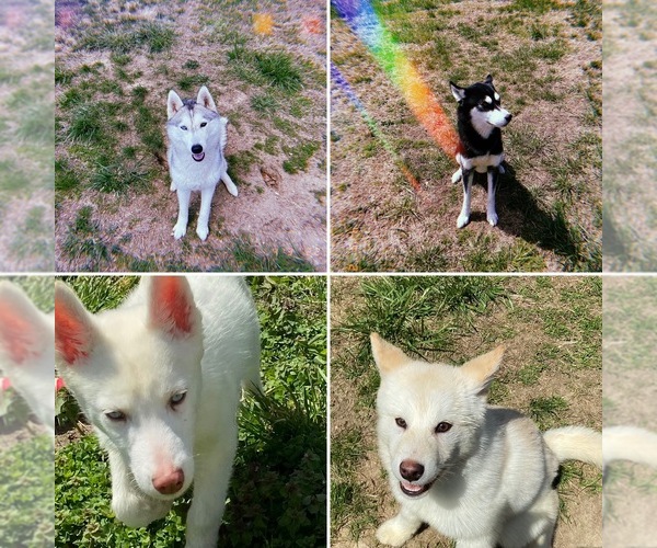 Medium Photo #1  Breeder Profile in BRANDYWINE, MD, USA
