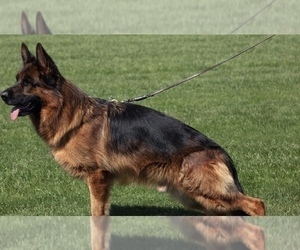 Cavapoo Dog Breeder in DURHAM,  USA