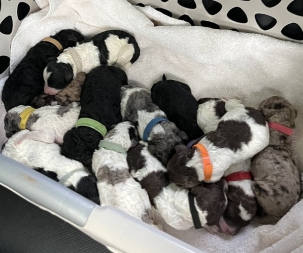Medium Photo #1  Breeder Profile in WOODSTOCK, GA, USA