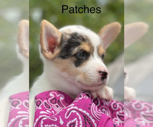 Medium Photo #1  Breeder Profile in CHINA SPRING, TX, USA