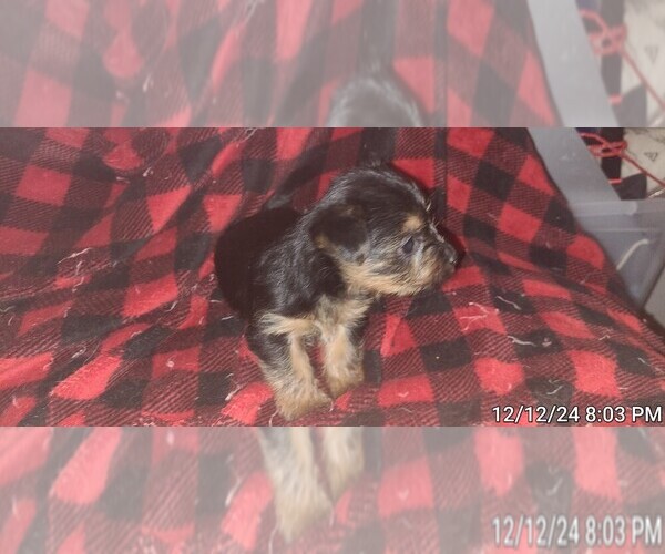 Medium Photo #355  Breeder Profile in AKRON, OH, USA