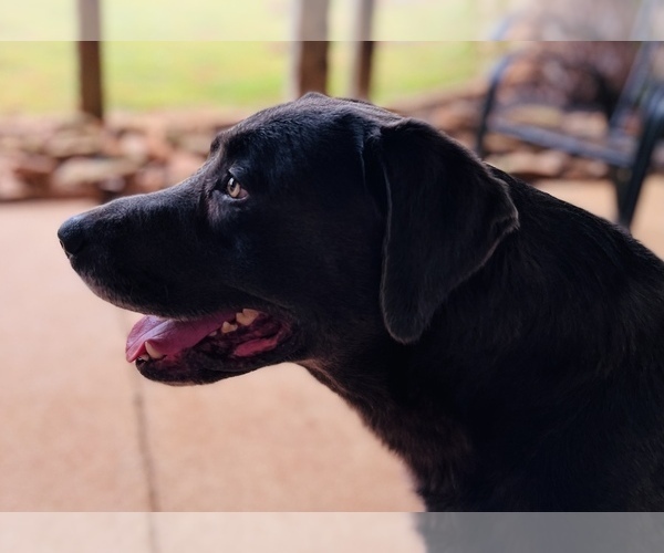 Medium Photo #1  Breeder Profile in TOWNVILLE, SC, USA