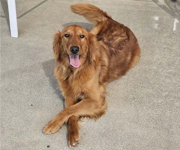 Medium Photo #4  Breeder Profile in CHICO, CA, USA