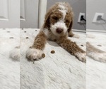 Small #1 Breeder Profile image