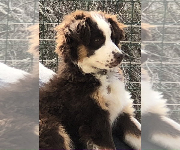 Medium Photo #9  Breeder Profile in NEW HAVEN, CT, USA