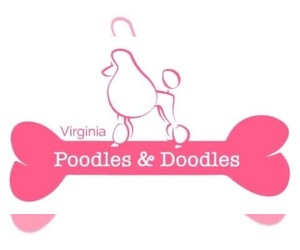 Poodle (Toy) Dog Breeder in LOUISA,  USA