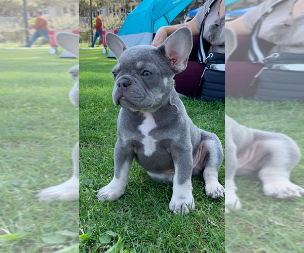 Medium Photo #1  Breeder Profile in MODESTO, CA, USA