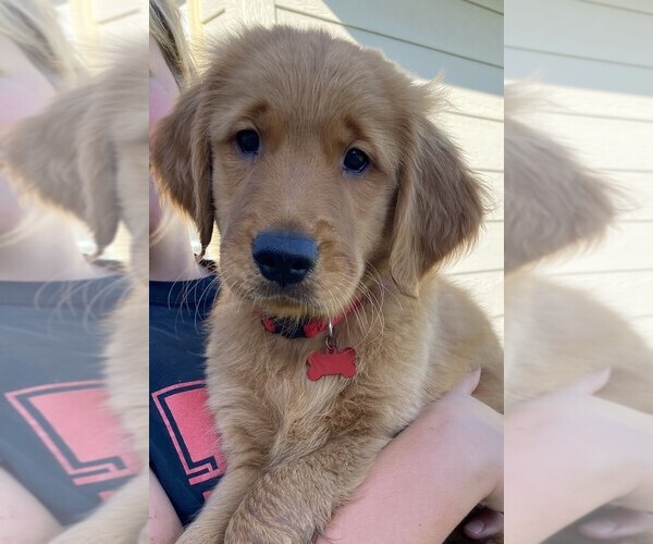 Medium Photo #1  Breeder Profile in SIDNEY, NE, USA